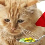 Peut-on donner des médicaments humains aux chats ?