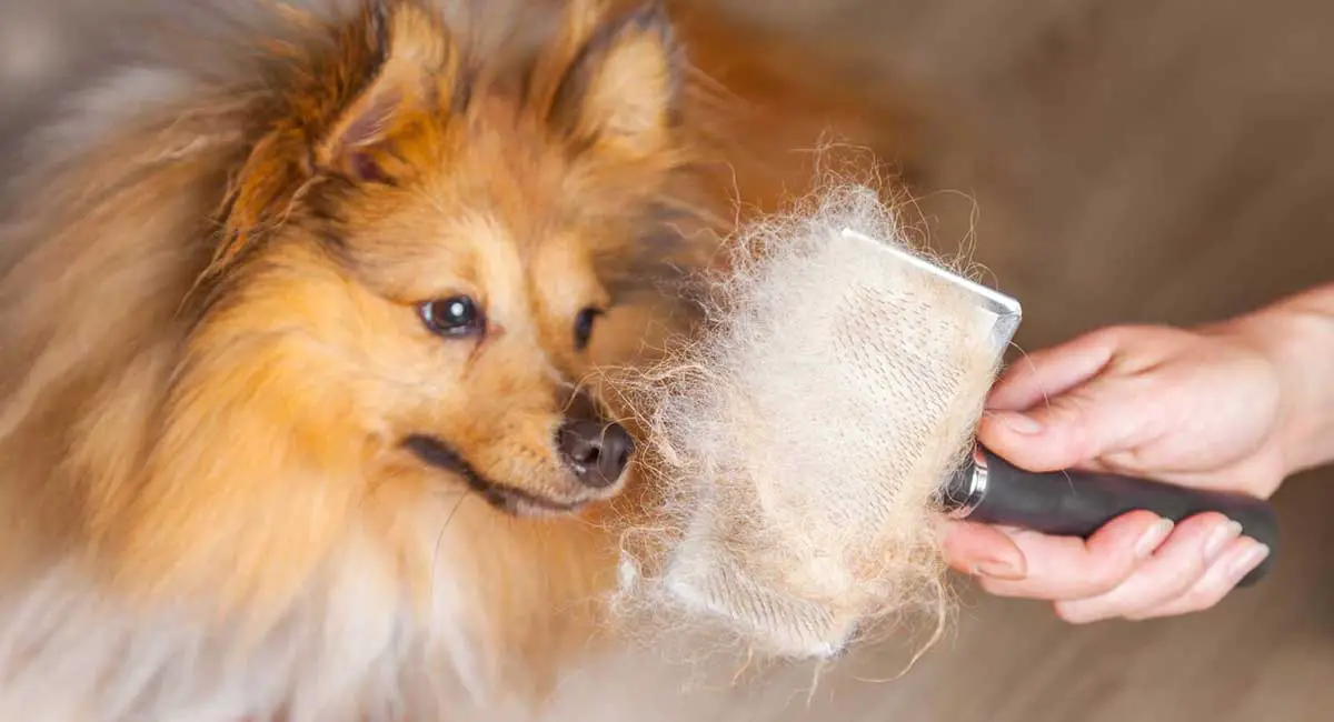 chien qui perd ses poils par poignées remèdes et conseils