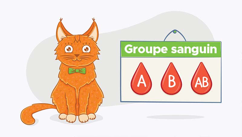 groupe sanguin du chat