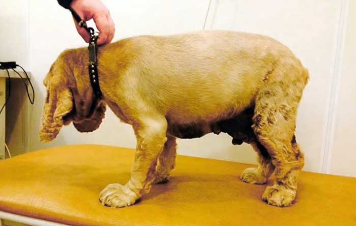 La photo montre un chien atteint d'hypothyroïdie.