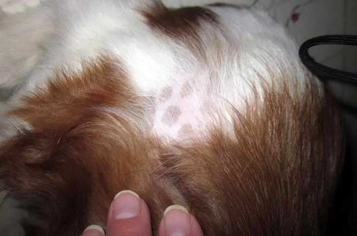 Un chien perd des poils en lambeaux pour un pelage clairsemé