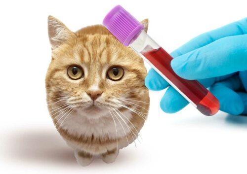 quel est le groupe sanguin de votre chat