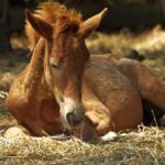 L'importance de la vaccination du cheval contre le tétanos