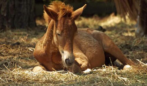 cheval tétanos vaccination