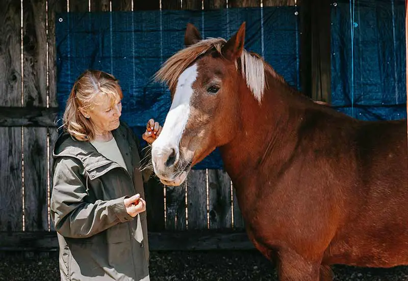 comment donner des compléments alimentaires au cheval