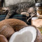 Huile de coco pour le chat : Danger ou bienfaits ?