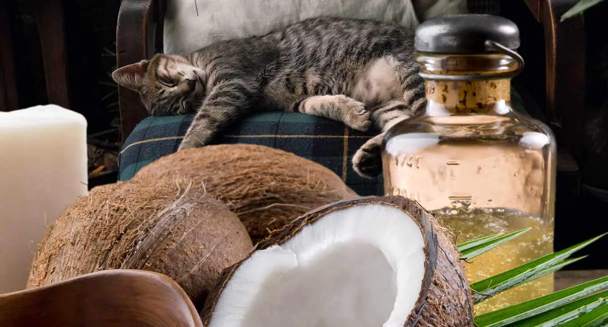 huile de coco pour le chat