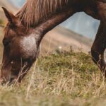 De quels minéraux et vitamines les chevaux ont-ils besoin et comment les administrer ?