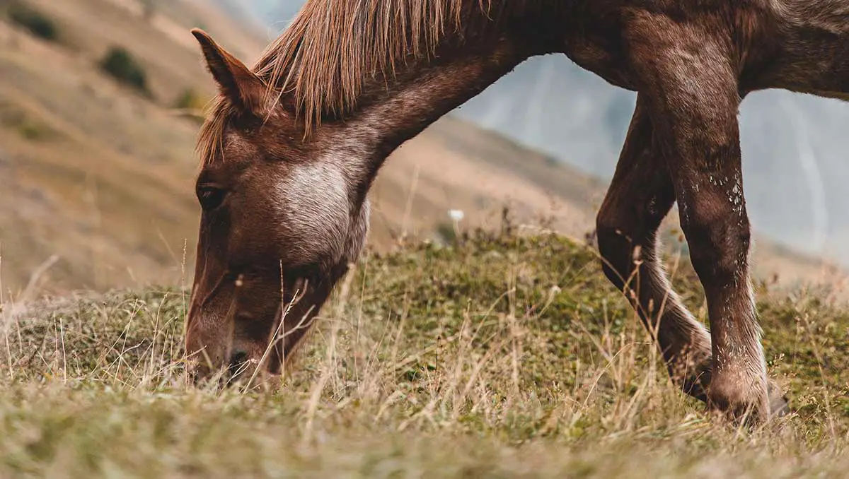 quels compléments alimentaires pour le cheval