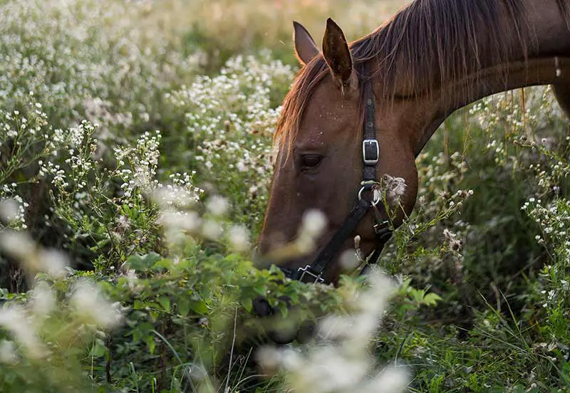 quels vitamines et minéraux sont essentiels pour le cheval