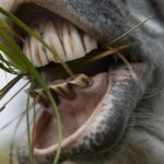 Santé équine liée aux soins dentaires du cheval