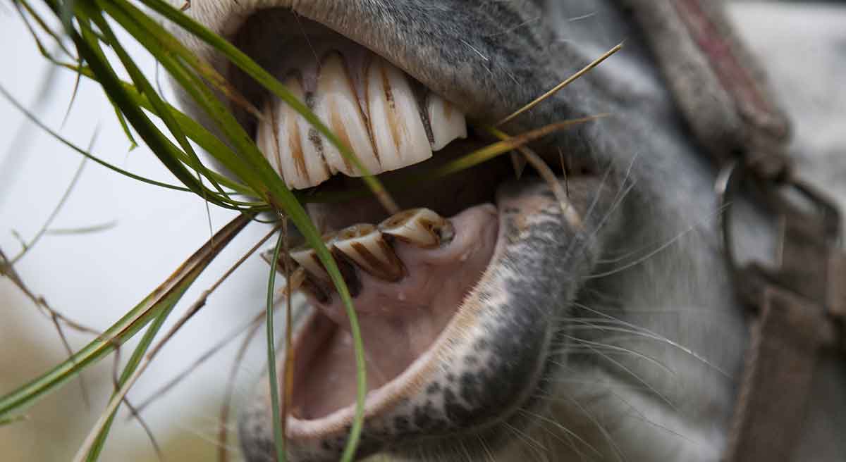 santé équine et dentition du cheval