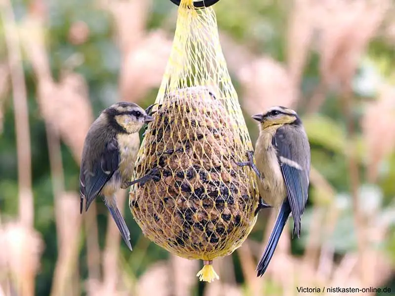 boules de graisses pour les oiseaux en hiver