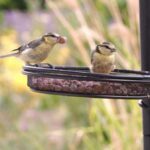 Pourquoi faut-il nourrir les oiseaux sauvages toute l'année ?