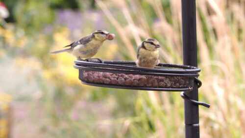 faut-il nourrir les oiseaux en toutes saisons