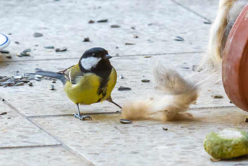 laissez trainer quelques plumes, poils et branches comme matériel de nidification