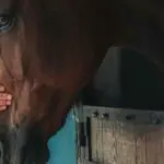 La médecine alternative pour le cheval est-elle vraiment efficace ?