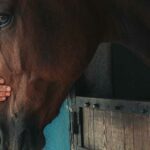 La médecine alternative pour le cheval est-elle vraiment efficace ?