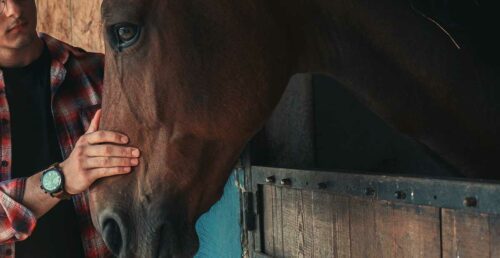 médecine alternative pour traiter le cheval