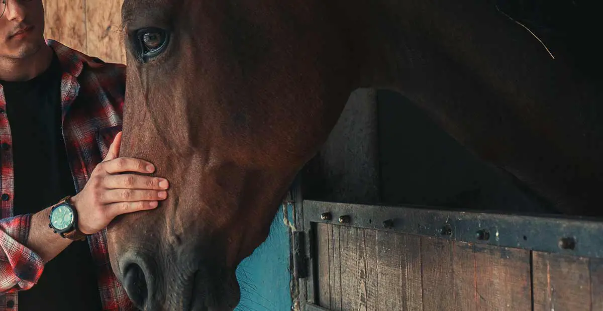 médecine alternative pour traiter le cheval