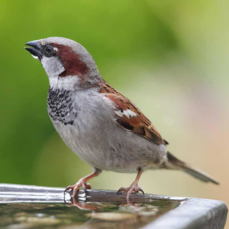 Les oiseaux ont également besoin de boire et de se rafraîchir.