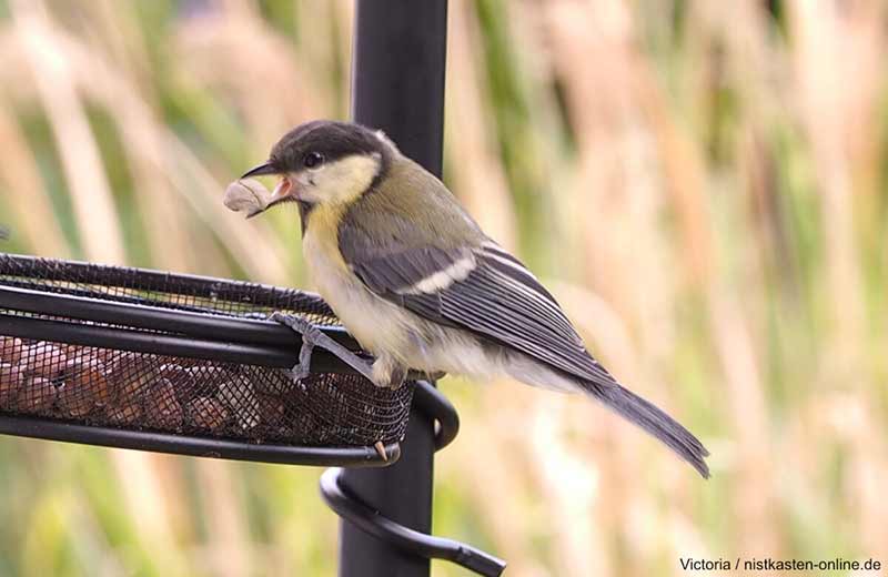 supplément de protéines pour oiseaux