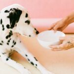 Alimentation : Que donner à un chien constipé ?