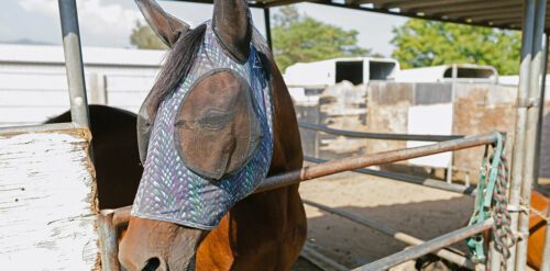 lutter mouches taons cheval