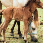 Vermifuges quotidiens pour les chevaux: une perspective approfondie