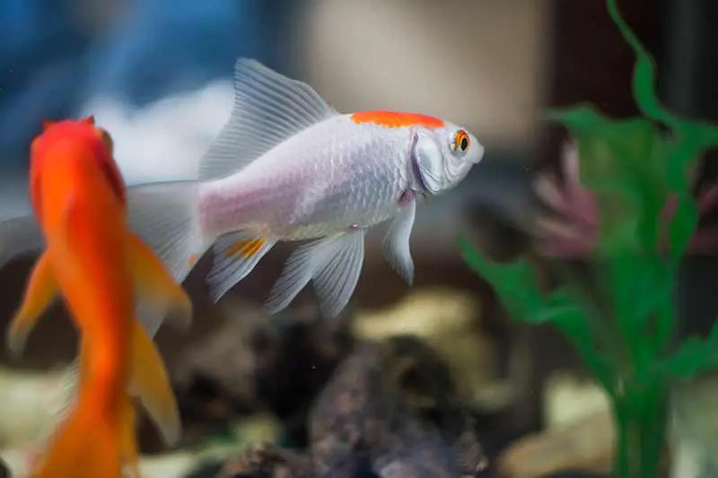 acide / alcalin : comment réduire ou augmenter pH dans l'aquarium