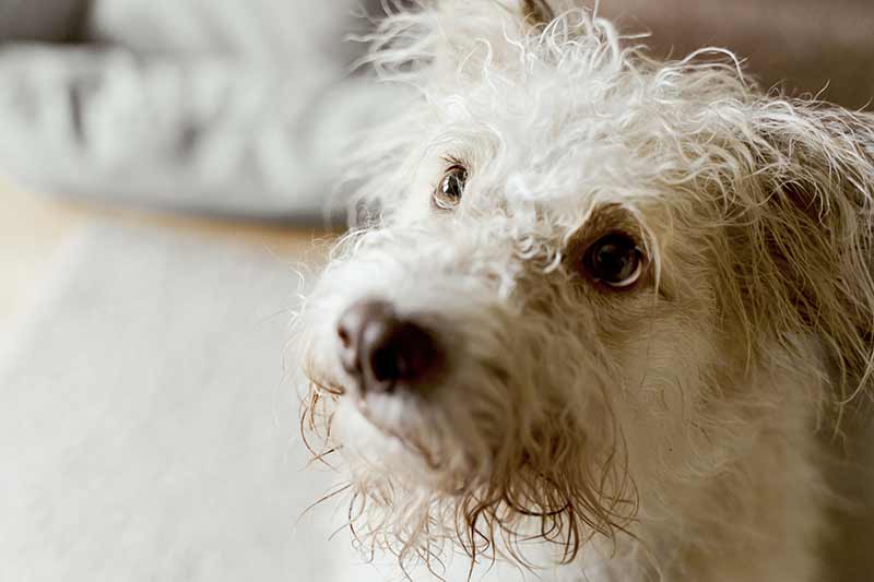 Les causes des taches jaunâtres ou rougeâtres du poil du chien blanc sont parfois surprenantes…
