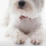 Mon chien blanc à des poils roux entre les orteils, que faire ?