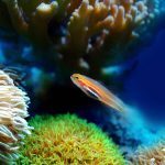 Comment augmenter ou diminuer l'acidité de l'eau dans l'aquarium