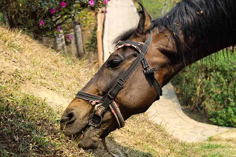 Analyser l'environnement du cheval pour déceler les parasites