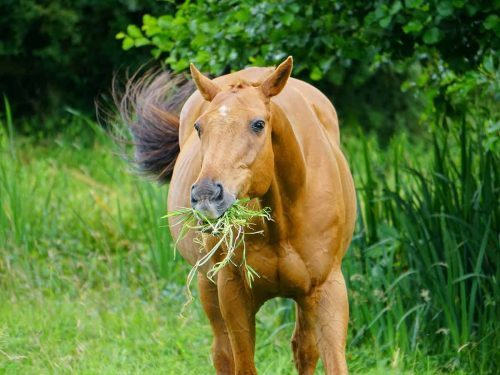 comment vermifuger cheval