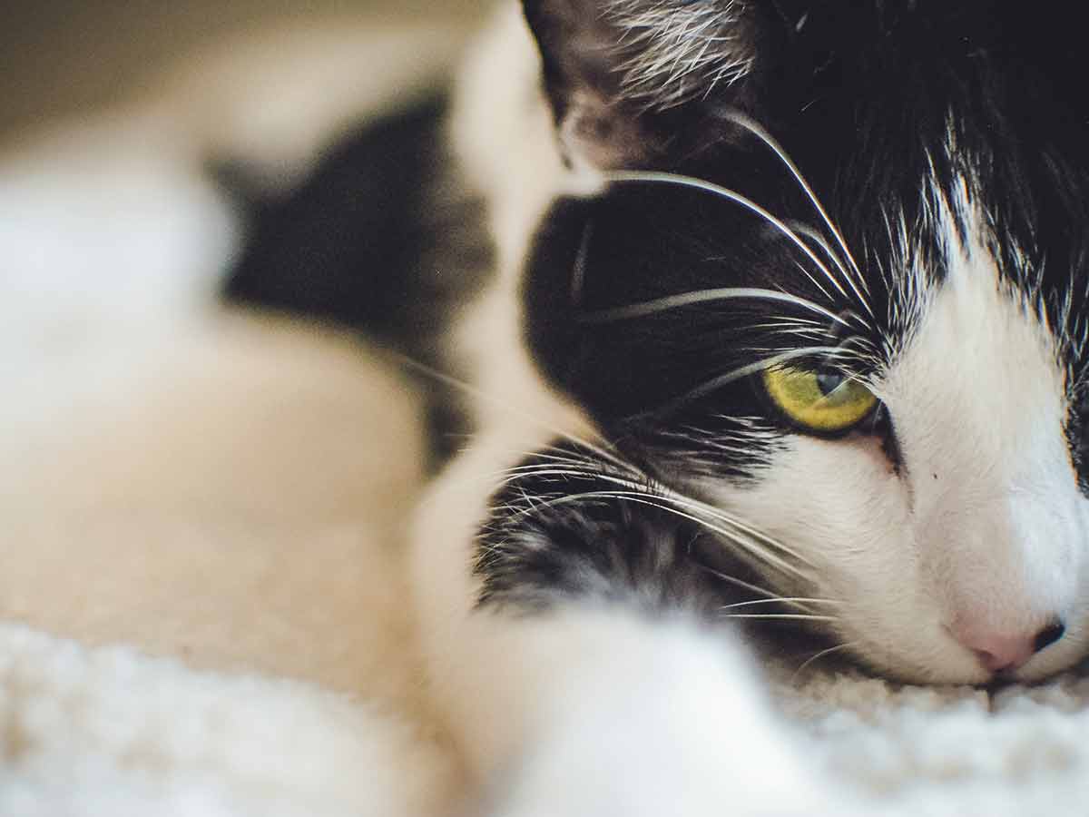 reconnaitre prévenir coups chaleur chat