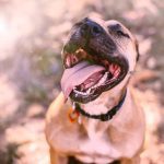 Respiration sifflante : comment réagir à un coup de chaleur chez le chien