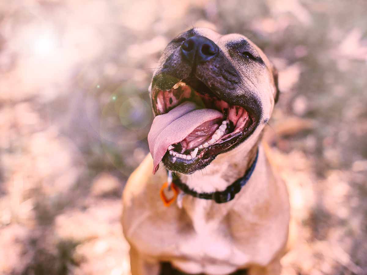 coup de chaleur chez le chien, comment réagir