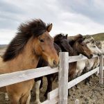 Parasites équins : Garder votre cheval en bonne santé et sans parasites