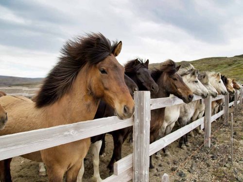 guide vermifugation cheval