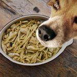 Peut-on donner des pâtes à son chien en toute sécurité ?
