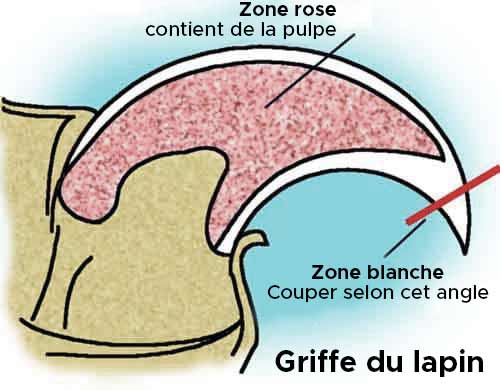 Anatomie de la griffe du lapin