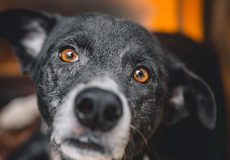 Un chien qui gémit peut simplement avoir soif ou faim…