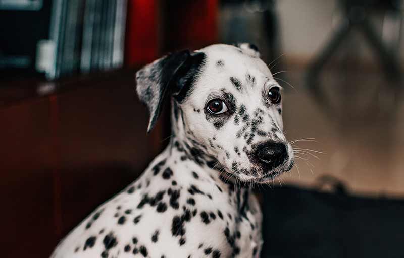 Un chien peut gémir tout en ayant des tremblements… Attention à ces signes.