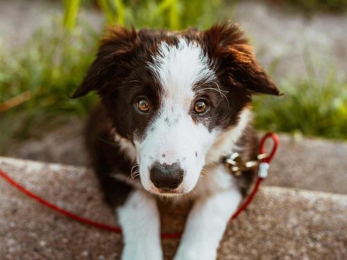 pourquoi un chien gémit