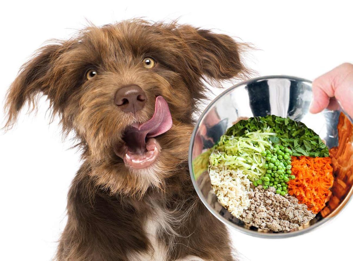 recettes alimentation naturelle chiens