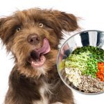 Top 3 des recettes de pâtée pour chiens maison et saines que votre chien adorera