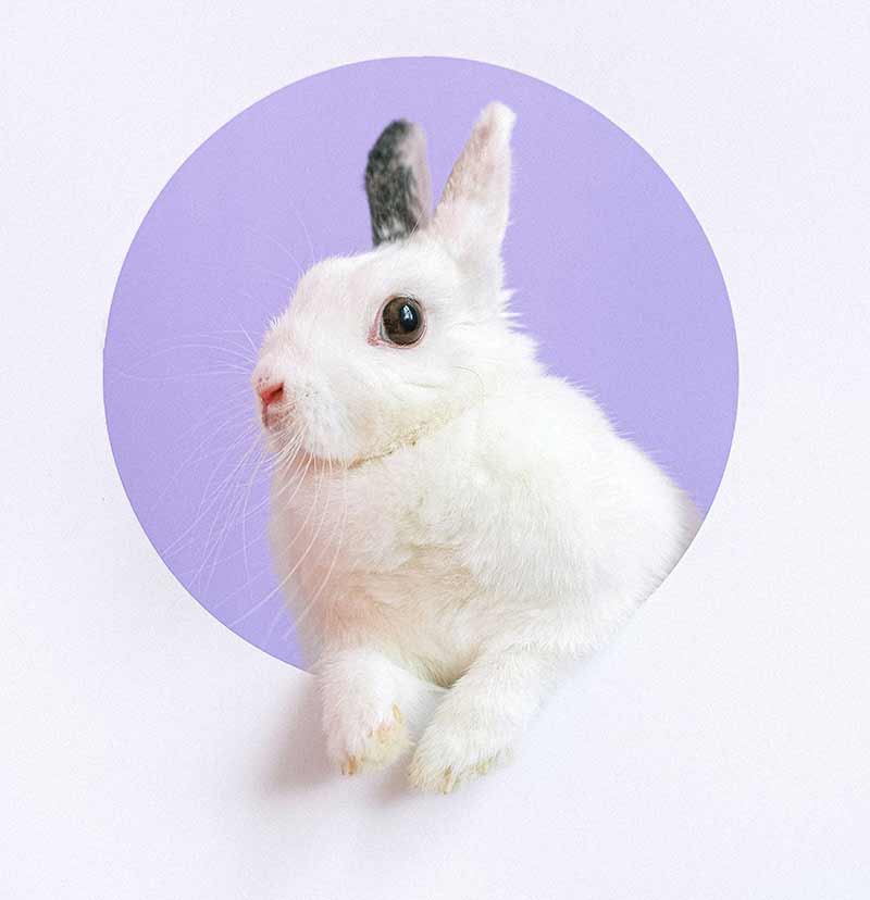 couper les ongles du lapin devient de plus en plus facile avec le temps