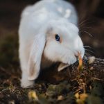 Pourquoi mon lapin urine-t-il beaucoup et souvent ?