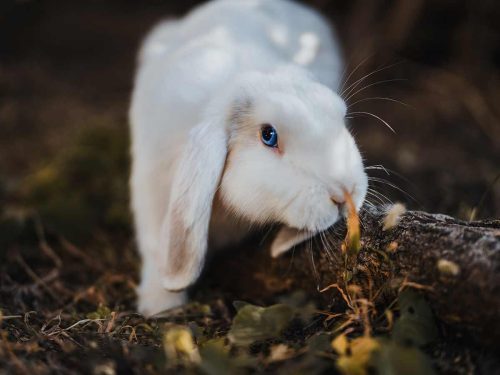 que signifie urine abondante chez le lapin